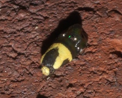 Rectiostoma xanthobasis