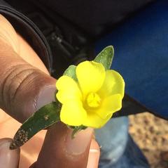 Moraea galaxia