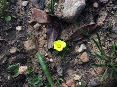 Moraea galaxia