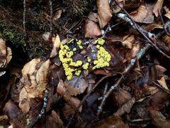Stemonitis flavogenita