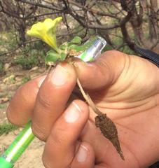 Moraea galaxia