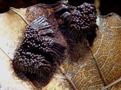 Stemonitis flavogenita