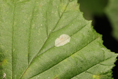 Phyllonorycter coryli