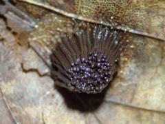 Stemonitis flavogenita