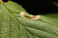 Phyllonorycter nicellii