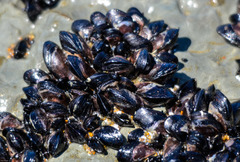 Xenostrobus neozelanicus