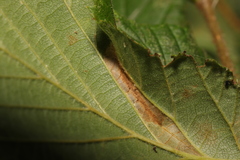 Phyllonorycter nicellii