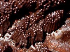 Stemonitis flavogenita