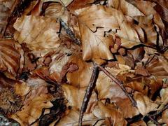 Stemonitis flavogenita