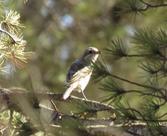 Lanius senator senator