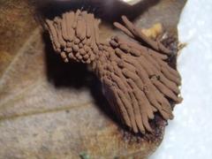 Stemonitis flavogenita