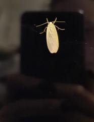 Eilema griseola