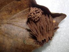 Stemonitis flavogenita