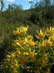Leucadendron elimense vyeboomense