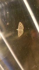 Alucita hexadactyla