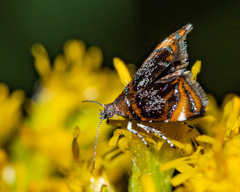 Prochoreutis inflatella