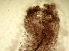 Stemonitis flavogenita