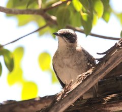 Mimus parvulus parvulus