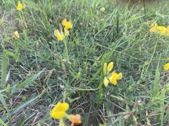 Lotus corniculatus