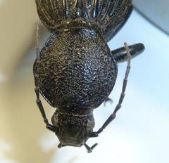 Tefflus meyerlei delegorguei