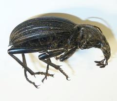 Tefflus meyerlei delegorguei