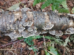 Trametes versicolor image