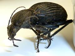 Tefflus meyerlei delegorguei