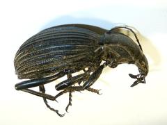 Tefflus meyerlei delegorguei