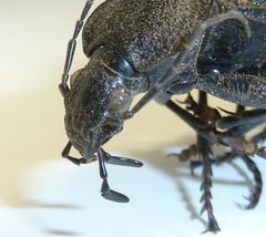 Tefflus meyerlei delegorguei