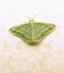 Mixocera frustratoria