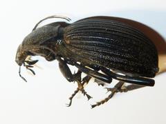 Tefflus meyerlei delegorguei