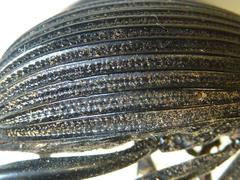 Tefflus meyerlei delegorguei