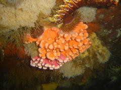 Stylaster nobilis