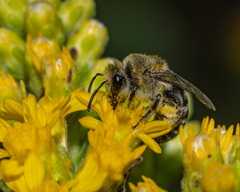 Colletes compactus compactus