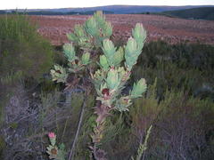 Leucadendron globosum