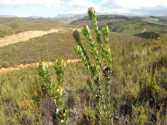 Leucadendron globosum