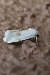 Ponometia elegantula