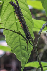 Orthomeria superba