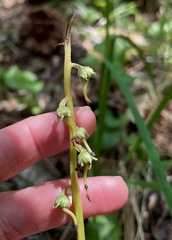Pyrola asarifolia asarifolia