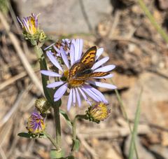 Tharsalea dorcas sangremar