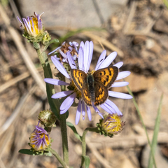 Tharsalea dorcas sangremar