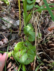 Pyrola asarifolia asarifolia