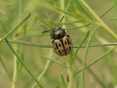 Leptinotarsa lineolata
