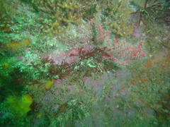 Melithaea rubra