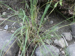 Carex kelloggii