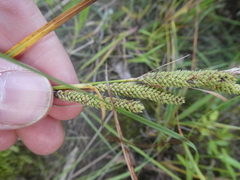 Carex kelloggii