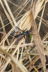 Cylindromyia brassicaria