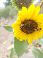 Chauliognathus basalis