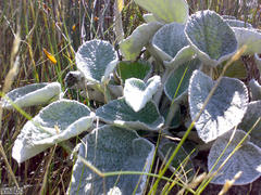 Hermas lanata