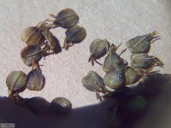 Hermas lanata